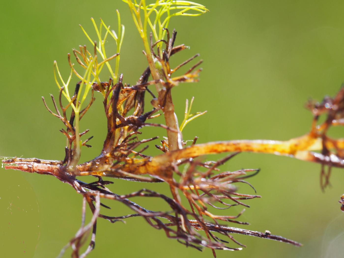 Water Crowfoot, Rigid-leaved leaf